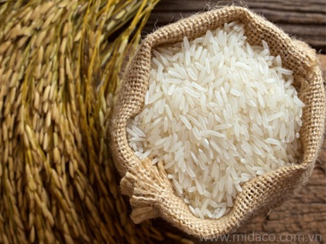 Cách bảo quản gạo không bị mối mọt ẩm mốc cho những bữa cơm gia đình thêm ngon